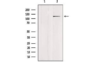 Western blot analysis of extracts from mouse brain, using USP43 Antibody.