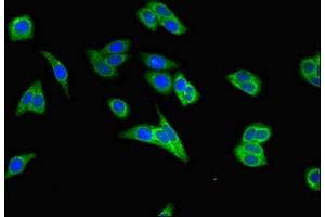 Immunofluorescent analysis of HepG2 cells using ABIN7150701 at dilution of 1:100 and Alexa Fluor 488-congugated AffiniPure Goat Anti-Rabbit IgG(H+L)