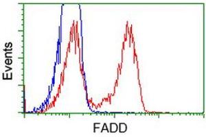 Flow Cytometry (FACS) image for anti-Fas (TNFRSF6)-Associated Via Death Domain (FADD) antibody (ABIN1498178) (FADD anticorps)