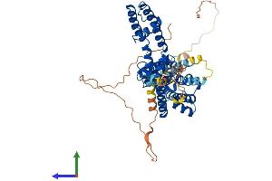 AlphaFold protein structure predicition of Human Recombinant KCNA2 Protein, UniprotID P16389