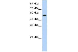 WB Suggested Anti-KEAP1 Antibody Titration:  0. (KEAP1 anticorps  (N-Term))