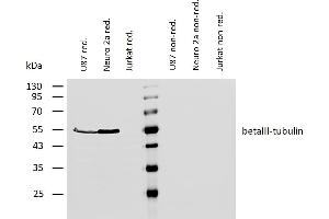 Western blotting analysis of human betaIII-tubulin using mouse monoclonal antibody TU-20 on lysates of U87 cells and Neuro 2a cells (and Jurkat cells as a negative control) under reducing and non-reducing conditions. (TUBB3 anticorps  (N-Term))