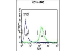 ALG14 Antibody (Center) (ABIN652850 and ABIN2842550) flow cytometric analysis of NCI- cells (right histogram) compared to a negative control cell (left histogram). (ALG14 anticorps  (AA 67-93))