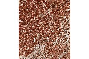 Immunohistochemical analysis of paraffin-embedded human liver tissue using (ABIN6242215 and ABIN6577457) performed on the Leica® BOND RXm. (Cathepsin D anticorps  (AA 1-412))