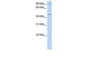 Image no. 1 for anti-Nuclear Receptor Subfamily 2, Group F, Member 2 (NR2F2) (N-Term) antibody (ABIN6739095)