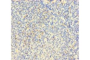 Immunohistochemistry of paraffin-embedded human tonsil tissue using ABIN7172088 at dilution of 1:100 (MPL anticorps  (AA 26-491))