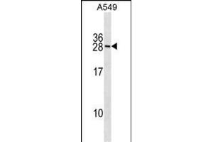 RN Antibody (N-term) (ABIN1881758 and ABIN2838671) western blot analysis in A549 cell line lysates (35 μg/lane). (RNF182 anticorps  (N-Term))