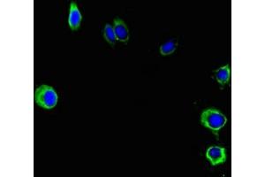 Immunofluorescent analysis of Hela cells using ABIN7162692 at dilution of 1:100 and Alexa Fluor 488-congugated AffiniPure Goat Anti-Rabbit IgG(H+L) (PNPLA2 anticorps  (AA 1-504))