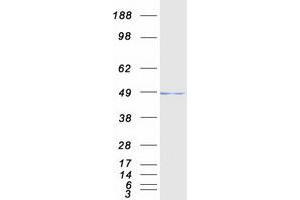 Validation with Western Blot