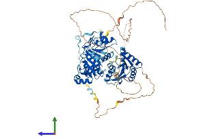 AlphaFold protein structure predicition of Mouse Recombinant Ddx17 Protein, UniprotID Q501J6