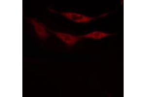 ABIN6274789 staining RAW264.