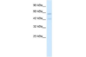 CHRNA5 antibody used at 1 ug/ml to detect target protein. (CHRNA5 anticorps  (Middle Region))