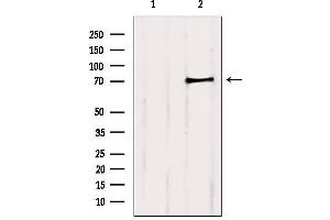 Western blot analysis of extracts from 3t3, using PCCA Antibody. (PCCA anticorps  (C-Term))