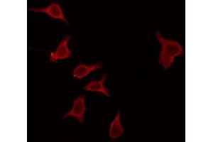 ABIN6272346 staining RAW264. (MOBKL2C anticorps  (Internal Region))