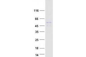 Validation with Western Blot (ORCTL-2/SLC22A18 Protein (Transcript Variant 2) (Myc-DYKDDDDK Tag))