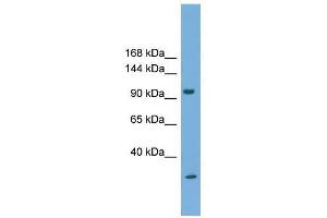 PCDH21 antibody used at 0. (PCDH21 anticorps  (N-Term))