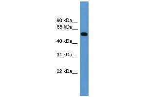 WB Suggested Anti-CALR Antibody Titration: 0. (Calreticulin anticorps  (Middle Region))