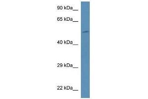 Western Blot showing Pi4k2b antibody used at a concentration of 1.
