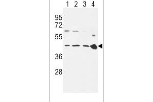 CCR7 Antibody (N-term) (ABIN651190 and ABIN2840119) western blot analysis in 293(lane 1),Ramos(lane 2),MDA-M(lane 3) cell line and mouse spleen tissue(lane 4) lysates (35 μg/lane).