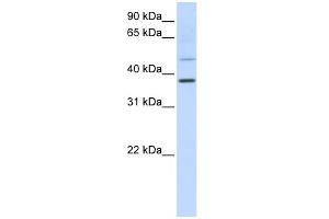 WB Suggested Anti-POU6F1 Antibody Titration:  0. (POU6F1 anticorps  (C-Term))