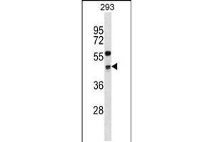 Western blot analysis in 293 cell line lysates (35ug/lane). (Cyclin G2 anticorps  (AA 215-243))