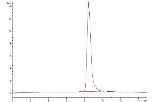 The purity of Human GGT1 is greater than 95 % as determined by SEC-HPLC.