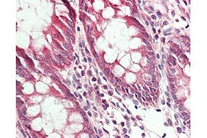 Anti-RRAGA antibody IHC staining of human colon. (RRAGA anticorps  (HRP))