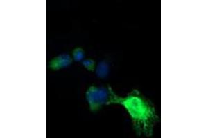 Image no. 4 for anti-Ubiquitin-Conjugating Enzyme E2G 2 (UBE2G2) antibody (ABIN1501630)