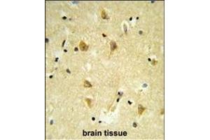Formalin-fixed and paraffin-embedded human brain tissue reacted with V17 Antibody (N-term), which was peroxidase-conjugated to the secondary antibody, followed by DAB staining.