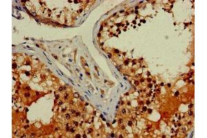 Immunohistochemistry of paraffin-embedded human testis tissue using ABIN7143007 at dilution of 1:100
