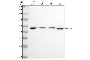 Western blot analysis of TFAP2A using anti-TFAP2A antibody (ABIN7604000).