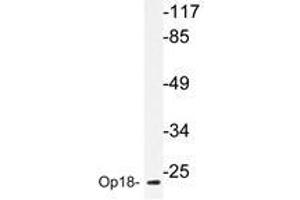 Western blot analyzes of Op18 antibody in extracts from COS-7 cells. (Stathmin 1 anticorps)