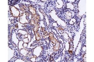 Formalin-fixed and paraffin embedded rat kidney tissue labeled with Anti-SCF Polyclonal Antibody , Unconjugated at 1:200, followed by conjugation to the secondary antibody and DAB staining