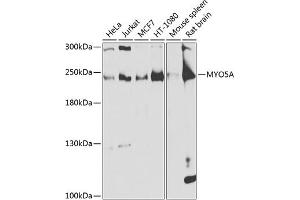 Western blot analysis of extracts of various cell lines, using MYO5A antibody (ABIN6128317, ABIN6144285, ABIN6144286 and ABIN6225140) at 1:1000 dilution. (MYO5A anticorps  (AA 950-1150))