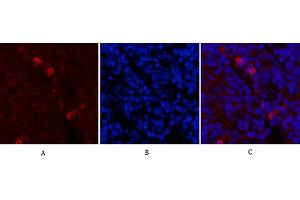 Immunofluorescence analysis of mouse spleen tissue. (Fibronectin anticorps)
