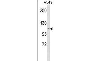 OB48R Antibody (Center) 18657c western blot analysis in A549 cell line lysates (35 μg/lane). (APOBR anticorps  (AA 596-622))