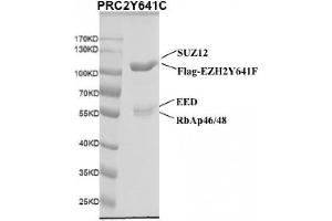 Recombinant PRC2 EZH2(Y641C) Complex gel.