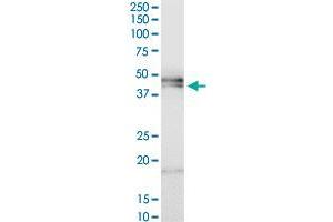 HPR MaxPab polyclonal antibody.