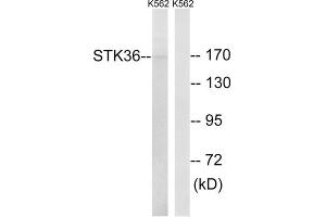 Western blot analysis of extracts from K562 cells, using STK36 antibody. (STK36 anticorps  (Internal Region))