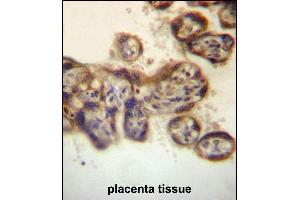 PTPN2 Antibody (C-term) (ABIN657234 and ABIN2846335) immunohistochemistry analysis in formalin fixed and paraffin embedded human placenta tissue followed by peroxidase conjugation of the secondary antibody and DAB staining.