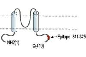 anti-Potassium Inwardly-Rectifying Channel, Subfamily J, Member 16 (KCNJ16) (AA 311-325), (C-Term), (Intracellular) antibody
