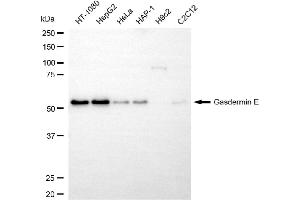 anti-Non-Syndromic Hearing Impairment Protein 5 (GSDME) antibody