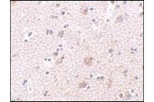 Immunohistochemistry of MANF in human brain tissue with this product at 2.