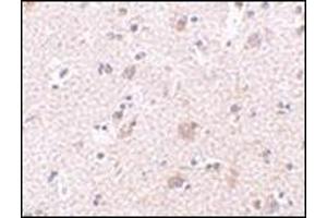 Immunohistochemistry of MANF in human brain tissue with this product at 2. (MANF anticorps  (N-Term))