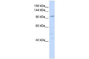 NOMO1 antibody used at 1 ug/ml to detect target protein. (NOMO1 anticorps  (N-Term))