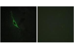 Immunofluorescence analysis of NIH-3T3 cells, using GRAK Antibody. (GZMK anticorps  (AA 61-110))