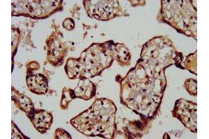IHC image of ABIN7159209 diluted at 1:200 and staining in paraffin-embedded human placenta tissue performed on a Leica BondTM system. (MC3R anticorps  (AA 38-74))
