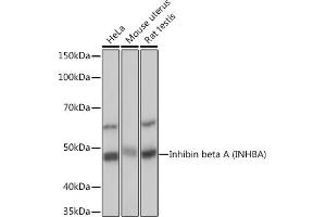 Western blot analysis of extracts of various cell lines, using Inhibin beta A (INHBA) (INHBA) Rabbit mAb (ABIN7267870) at 1:1000 dilution. (INHBA anticorps)