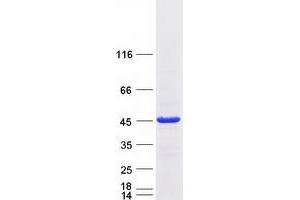 Validation with Western Blot