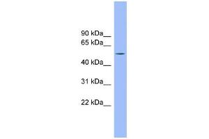 WB Suggested Anti-TMCO6 Antibody Titration: 0. (TMCO6 anticorps  (N-Term))